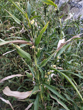 薏米植株