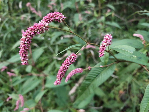 蓼花