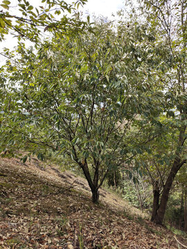 板粟樹(shù)