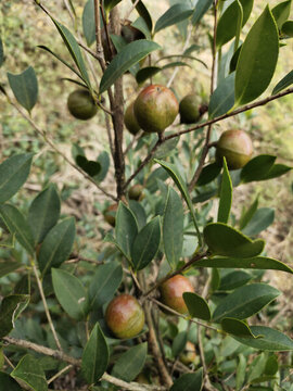 油茶果大圖