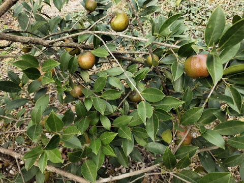 油茶果與枝葉