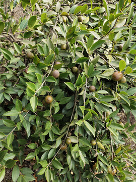 油茶果