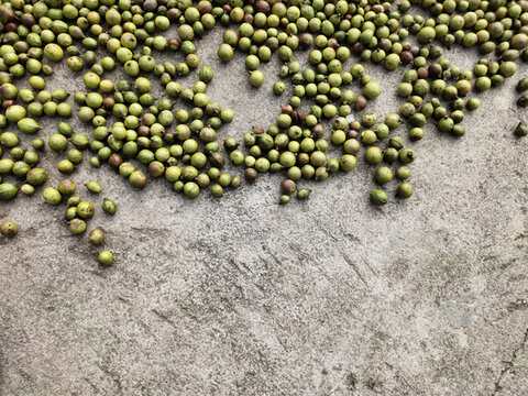 油茶果背景
