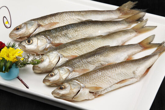 華子魚(yú)