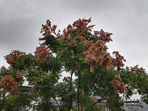 欒樹花