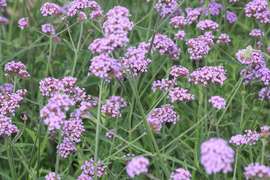 大慶百花園