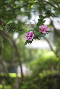花叢中的兩朵粉色的花朵