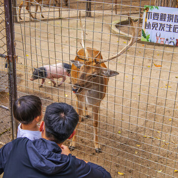 鐵絲網(wǎng)內(nèi)一只黇鹿與一只香豬