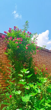 夏日薔薇