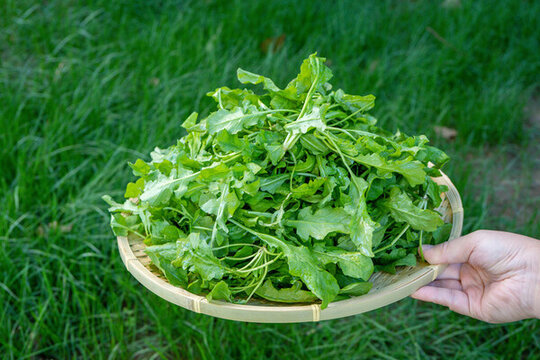 野生薺菜