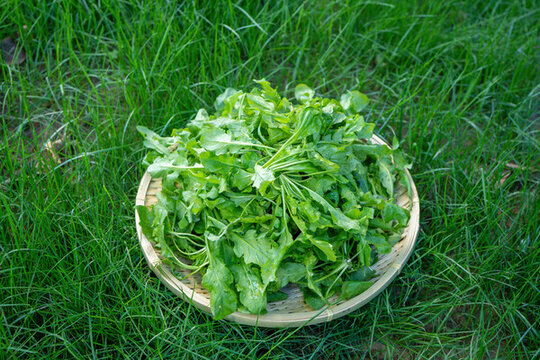 野生薺菜