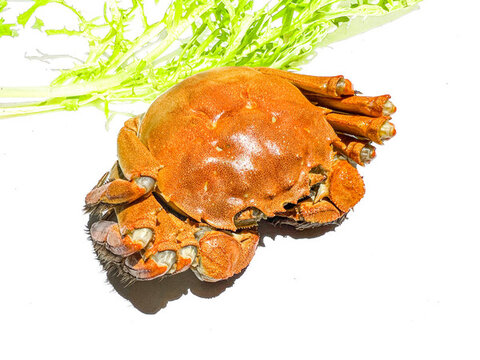 大閘蟹