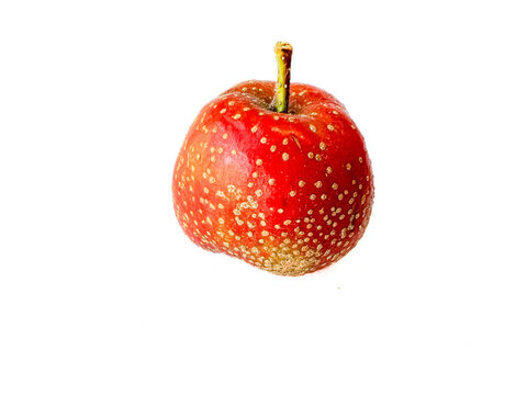 山楂