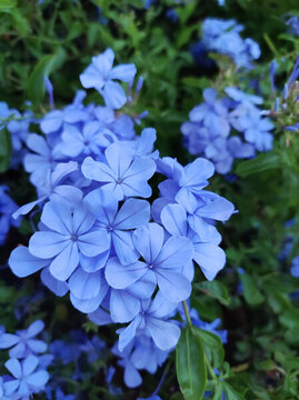 藍(lán)花丹