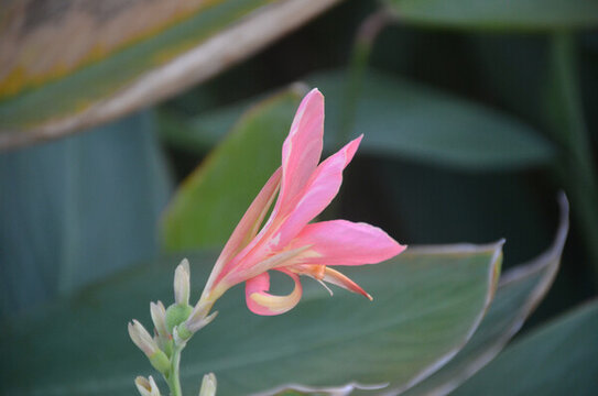 粉蕉花