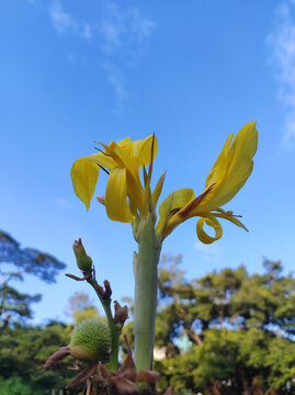 鮮花與天空