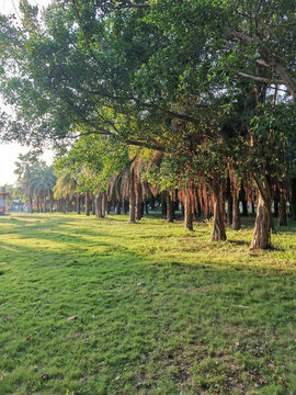 公園風(fēng)景