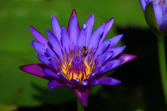 勤勞的蜜蜂