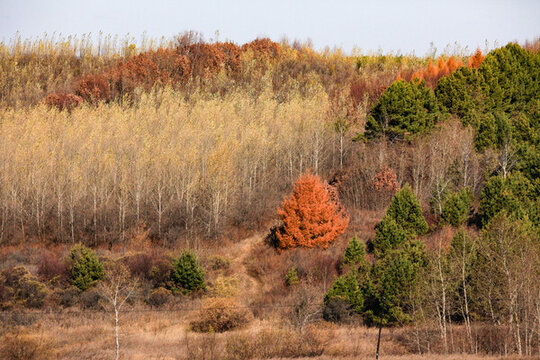 五花山秋色秋天黃樹葉秋景