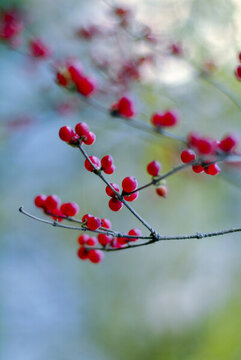 冬天树上红色的小果子北美冬青