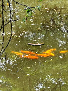 鯉魚