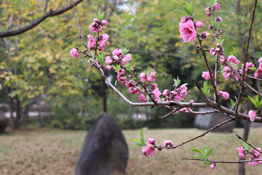 花卉