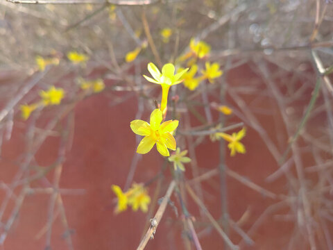 迎春花