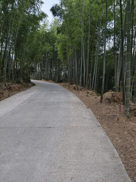 竹林小路