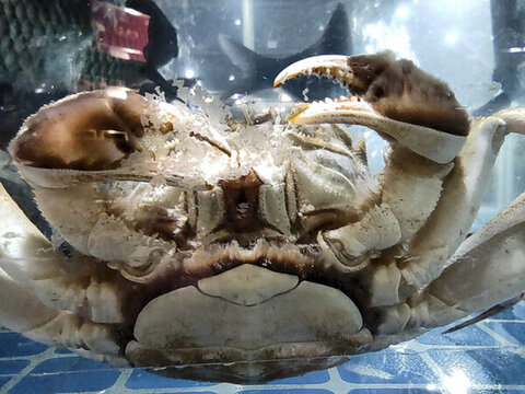 大閘蟹