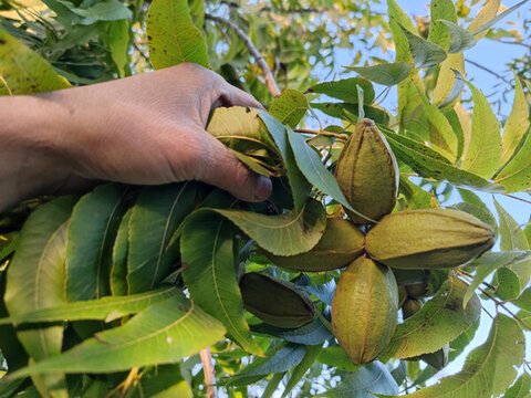 碧根果長壽果