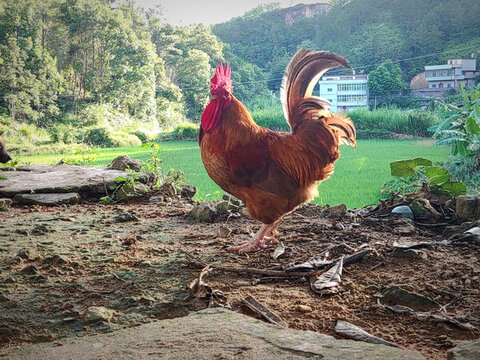 大公雞