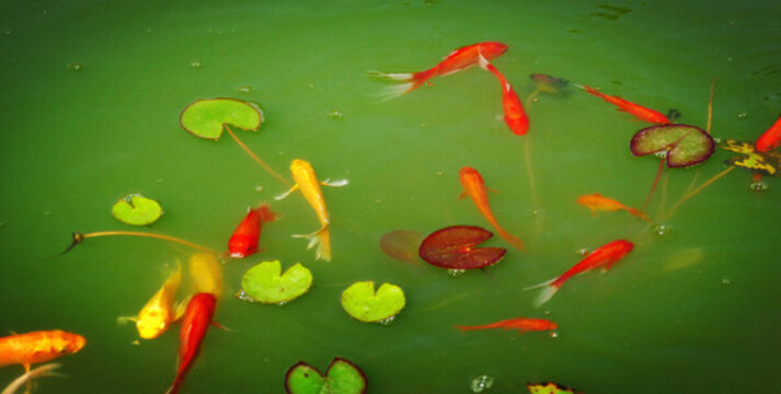 金魚