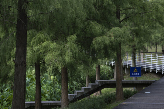 樹林小道樹木