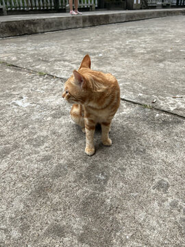 小橘貓