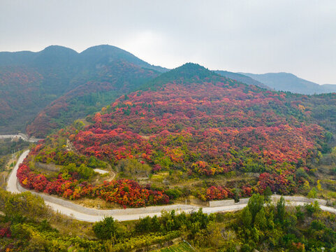 濟(jì)南歷城彩石鎮(zhèn)紅葉爛漫