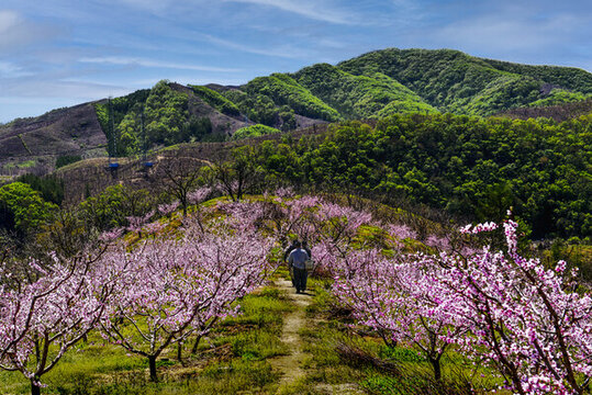 山村桃園