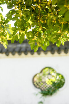 逆光下宮墻背景的桂花