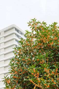 小區(qū)里的桂花都開了