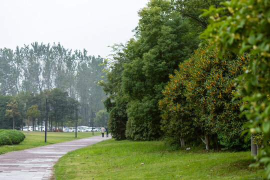 公園里的桂花樹(shù)大片的開(kāi)了