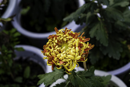 秋季里盛開的菊花