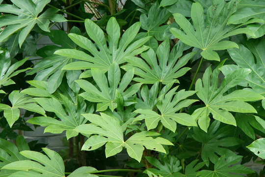 綠植背景墻