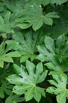 綠植背景墻