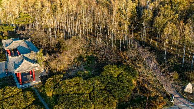 長春南湖公園秋季白樺林景觀