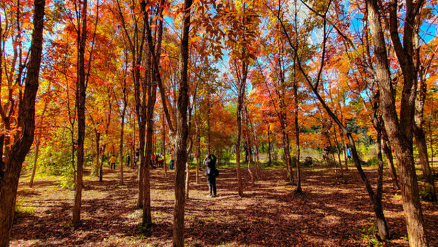 長春南湖公園秋季紅葉風(fēng)景