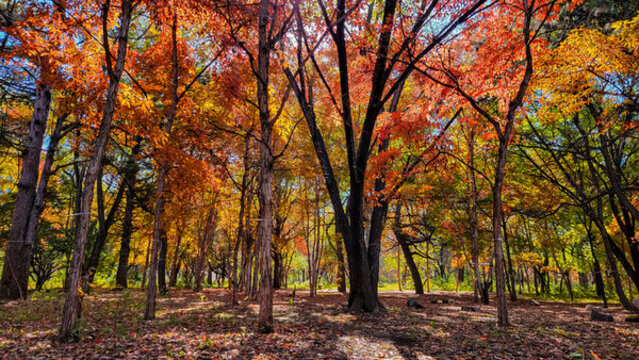 長春南湖公園秋季紅葉景觀
