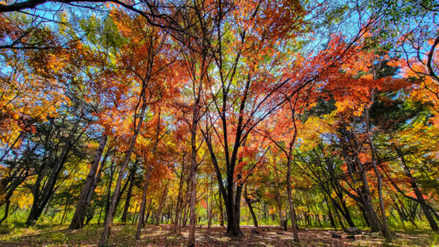 長春南湖公園秋季紅葉景觀