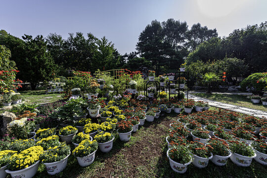 長春市兒童公園秋季菊花展場景