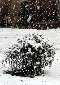 林中雪色