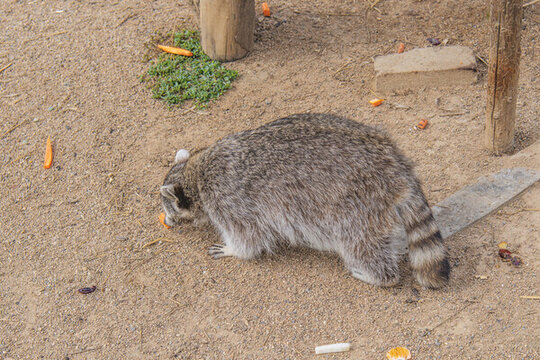 地上寻找食物的小浣熊