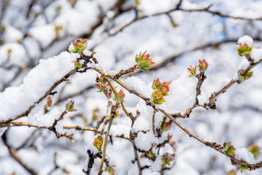 春雪西府海棠